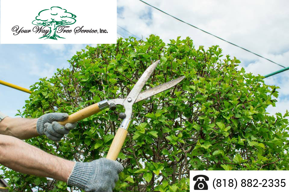 The Difference Between Tree Pruning and Tree Trimming in Bel Air