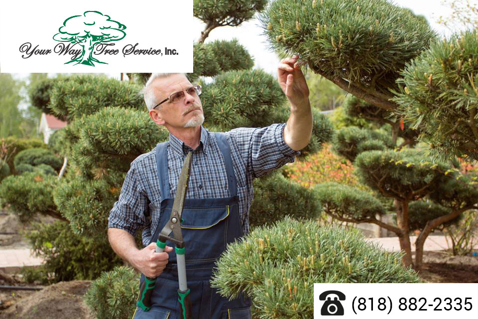 Care for Your Trees with a Local Tree Service in Sherman Oaks