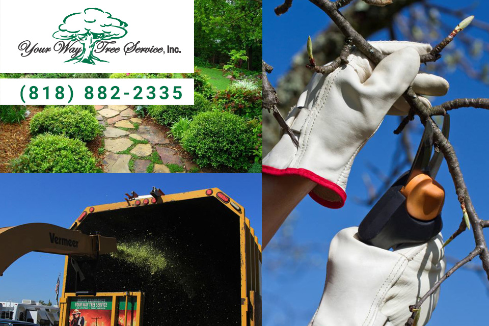 Is Professional Tree Removal in Pacific Palisades Your Best Option