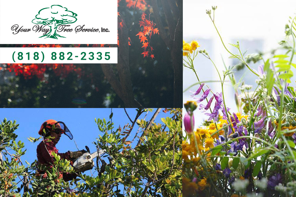 Why Homeowners Use a Tree Service in Reseda