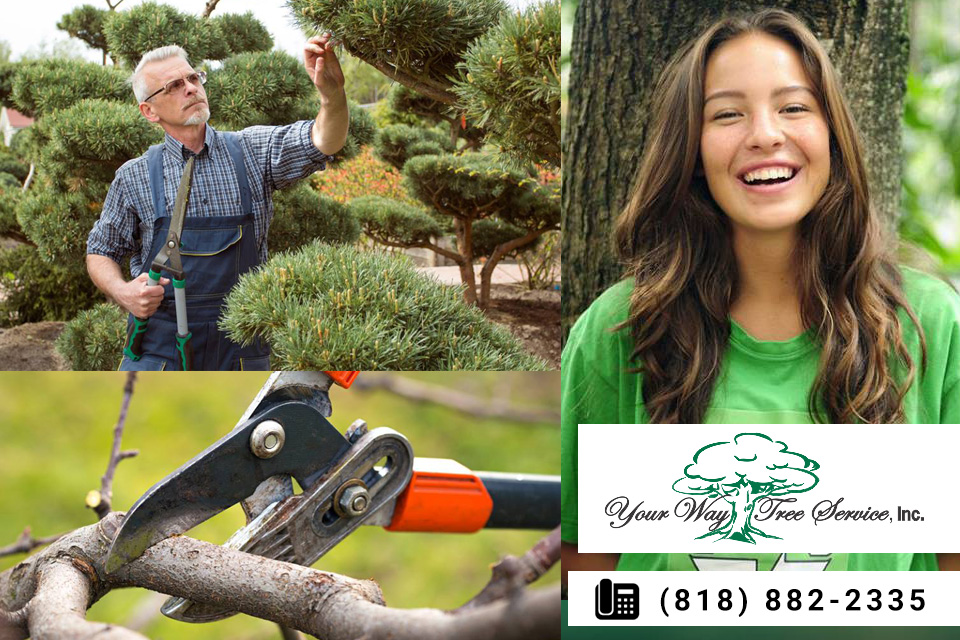 Choosing a Professional Tree Service in Hidden Hills