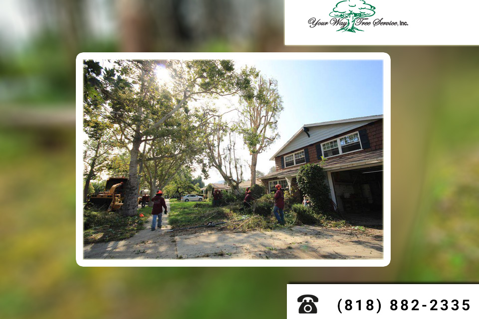 Avoid Damage and Use Professional Tree Trimming in Woodland Hills