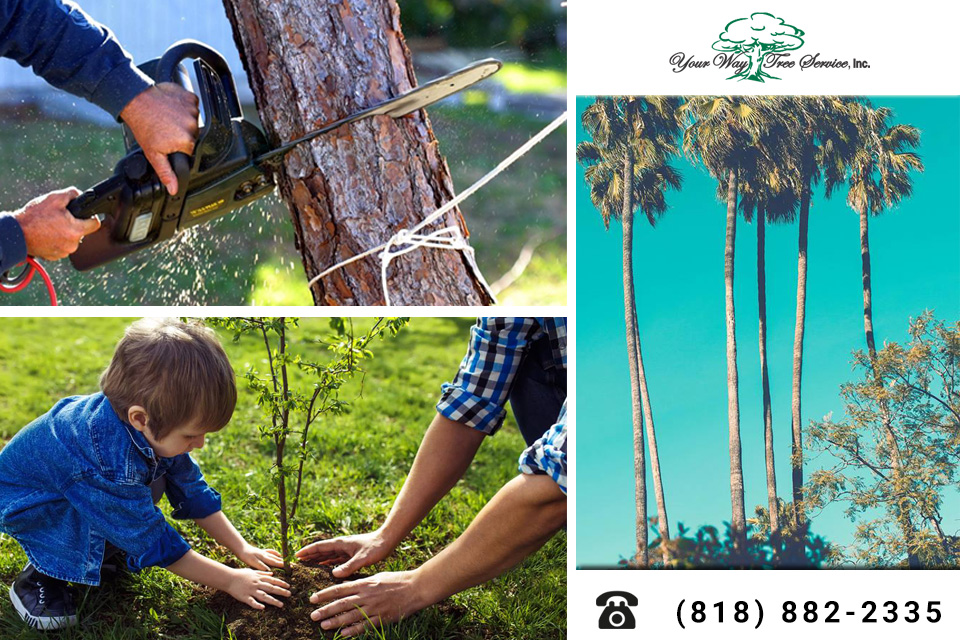 Treat Your Sick Trees with the Help of a Tree Service in Calabasas