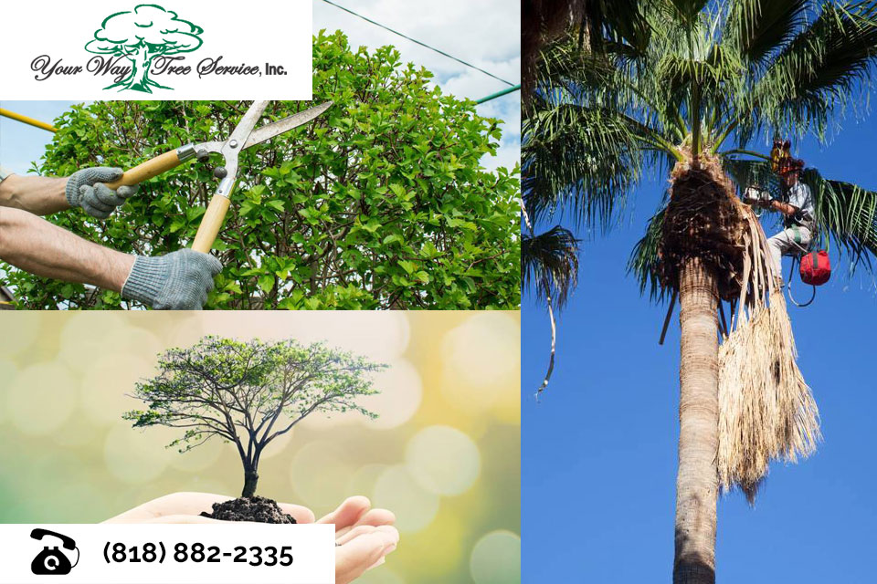 Caring for Your Fruit Trees with Tree Trimming in the San Fernando Valley