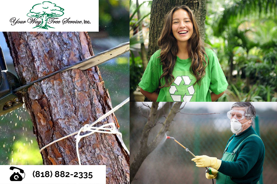 Preserve the Look of Your Property with Tree Trimming in West Hills