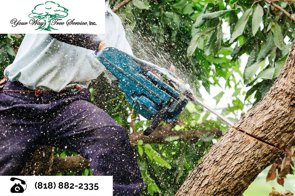 The Benefits of Professional Tree Removal in Northridge