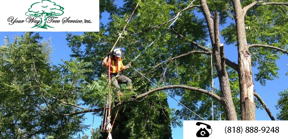 Tree Trimming in Bel Air