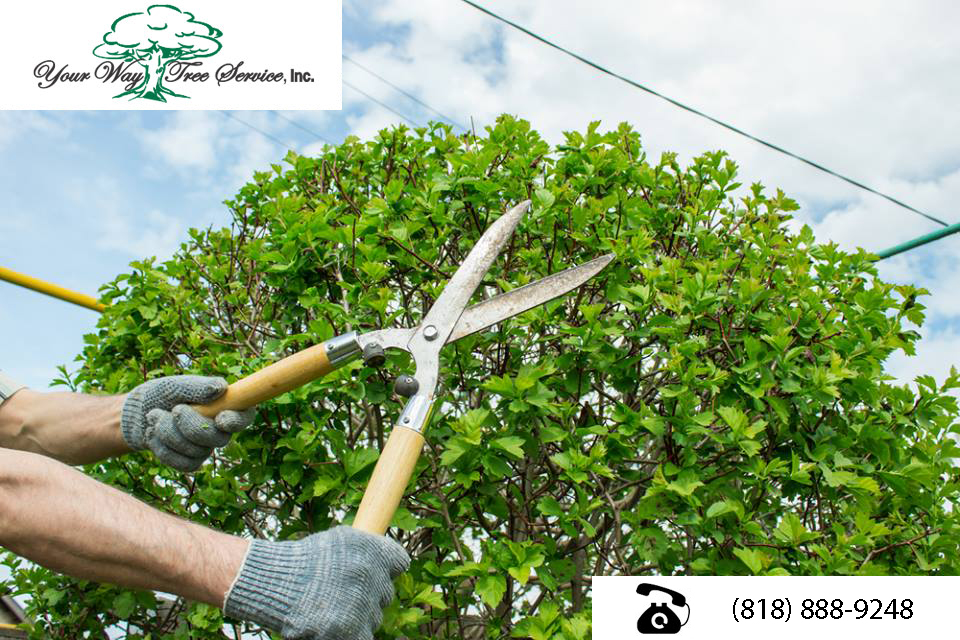 Tree Trimming in Woodland Hills