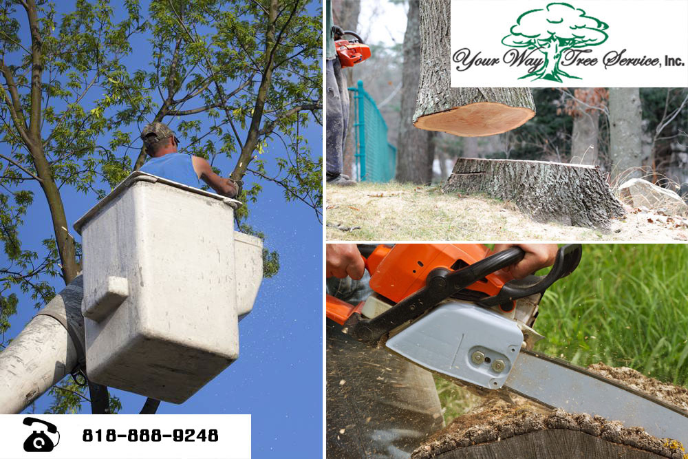 Should You Hire a Tree Trimming Service in the San Fernando Valley