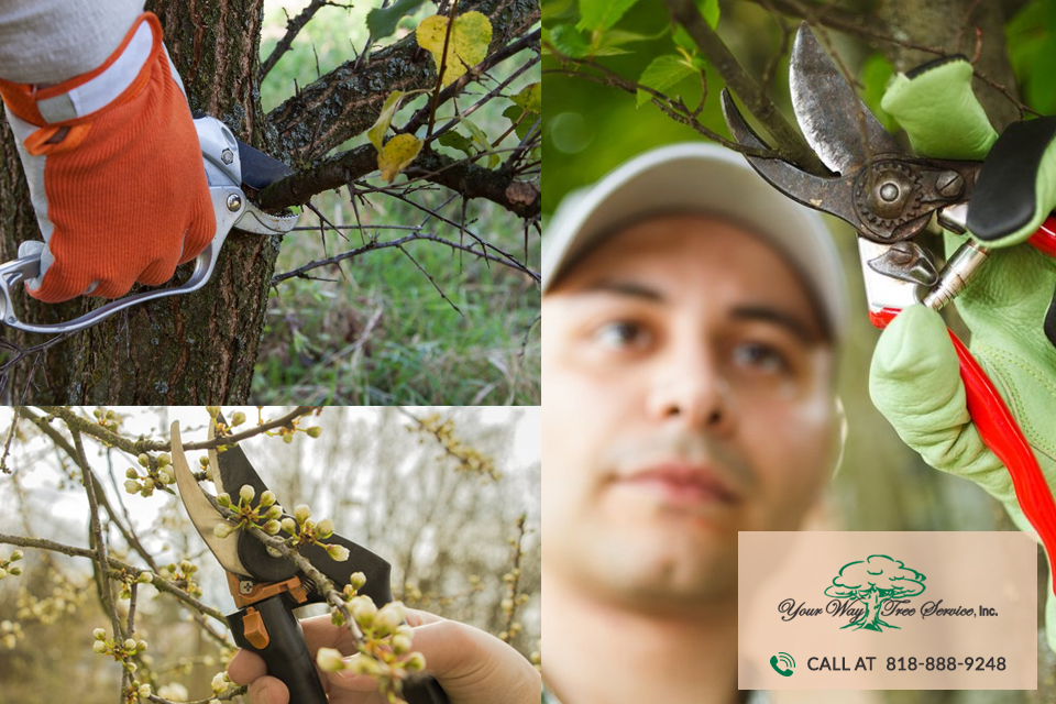 Groom Your Trees Right with Professional Tree Trimming in Sherman Oaks