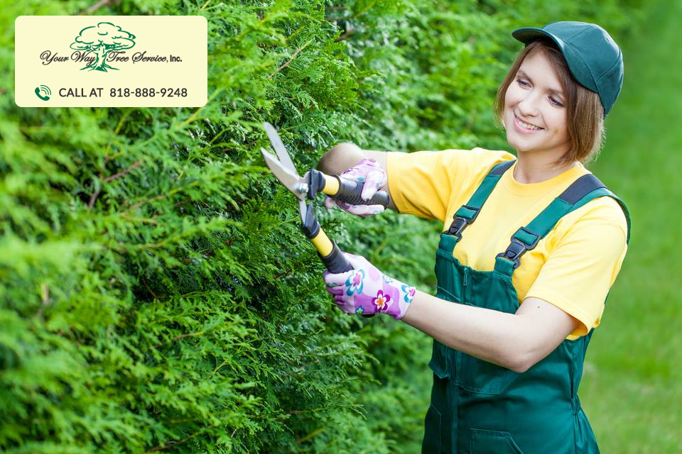 How to Find Professional Tree Trimming in Brentwood