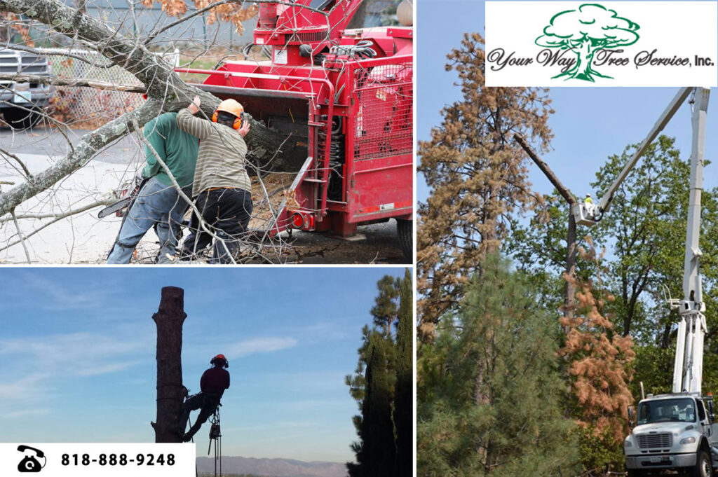 tree removal services in Calabasas