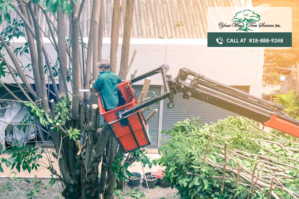 What is Involved in Tree Removal in the San Fernando Valley