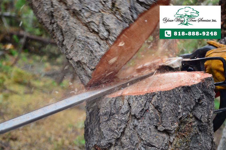 professional tree removal services in Calabasas