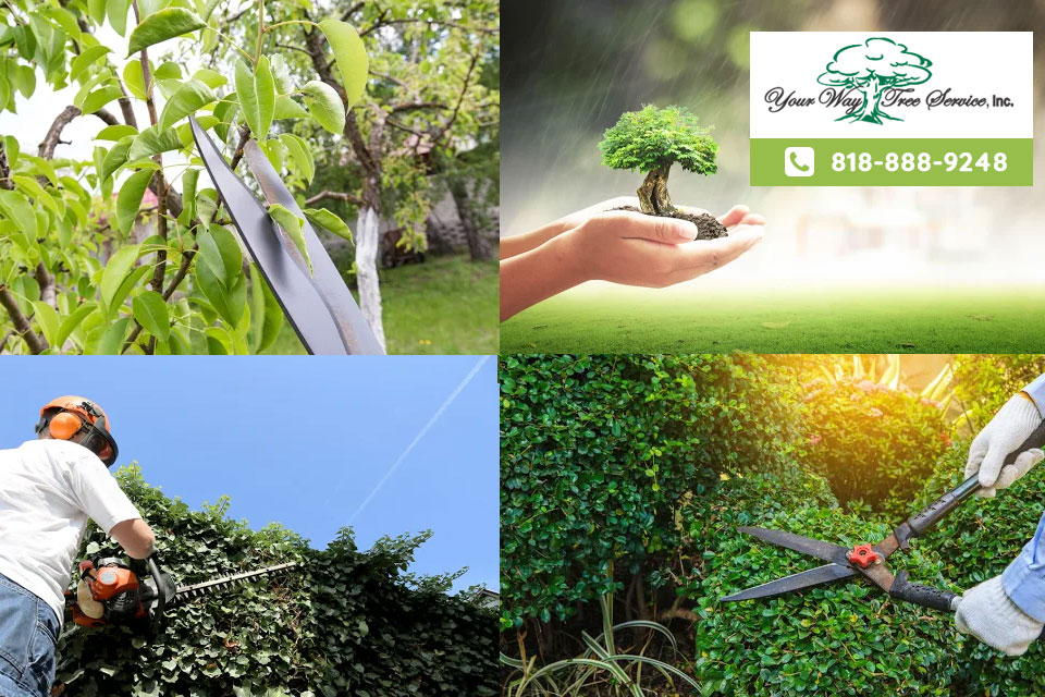 take care of your garden with our tree service in valley village