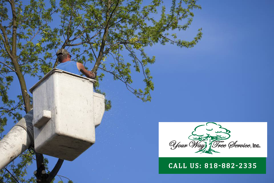 take care of your trees with our tree service in beverly hills