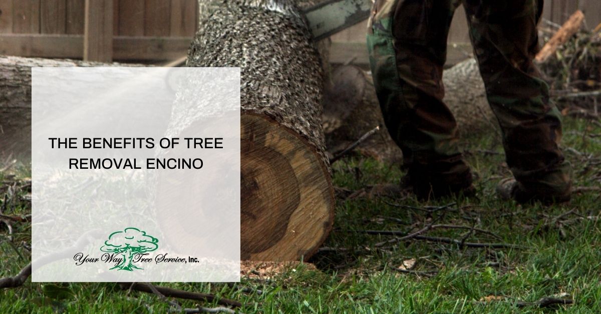 Tree Removal Encino