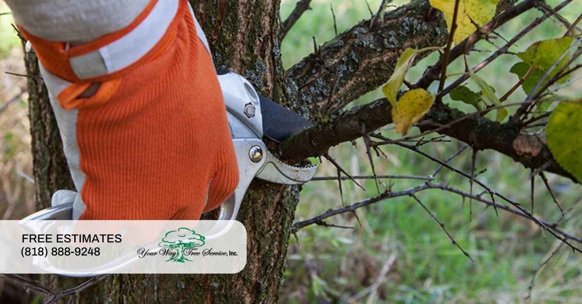 Tree Trimming in Calabasas