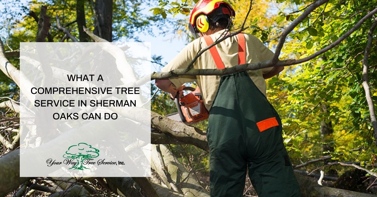 Tree Service Sherman Oaks