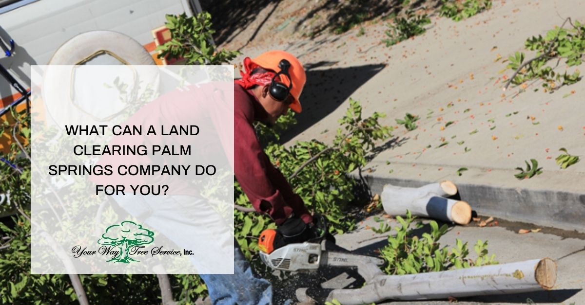 what can a land clearing palm springs company do for you