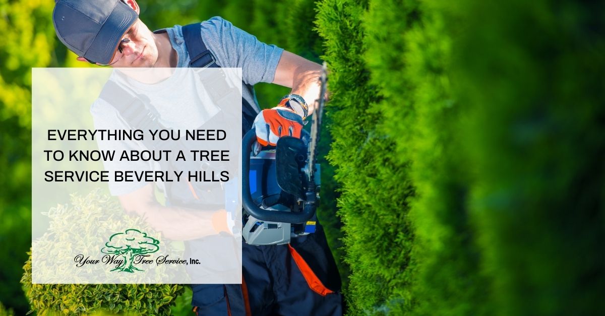 everything you need to know about a tree service beverly hills