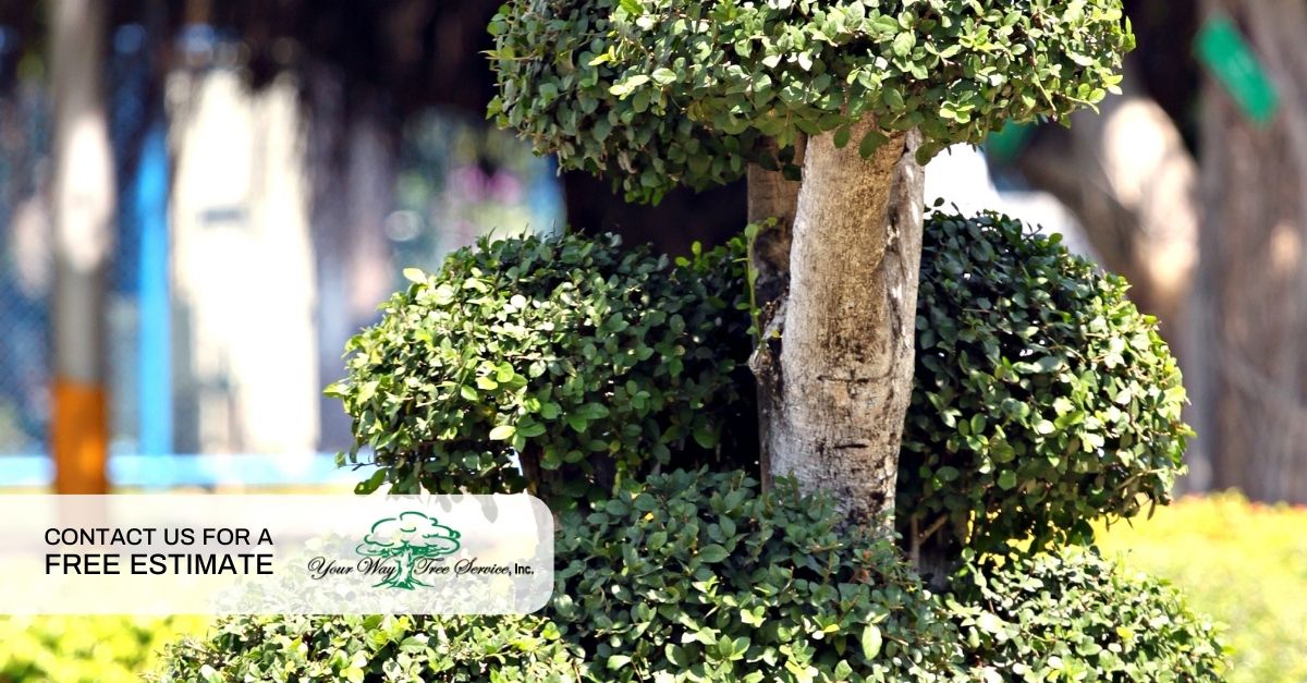 Tree Service Beverly Hills