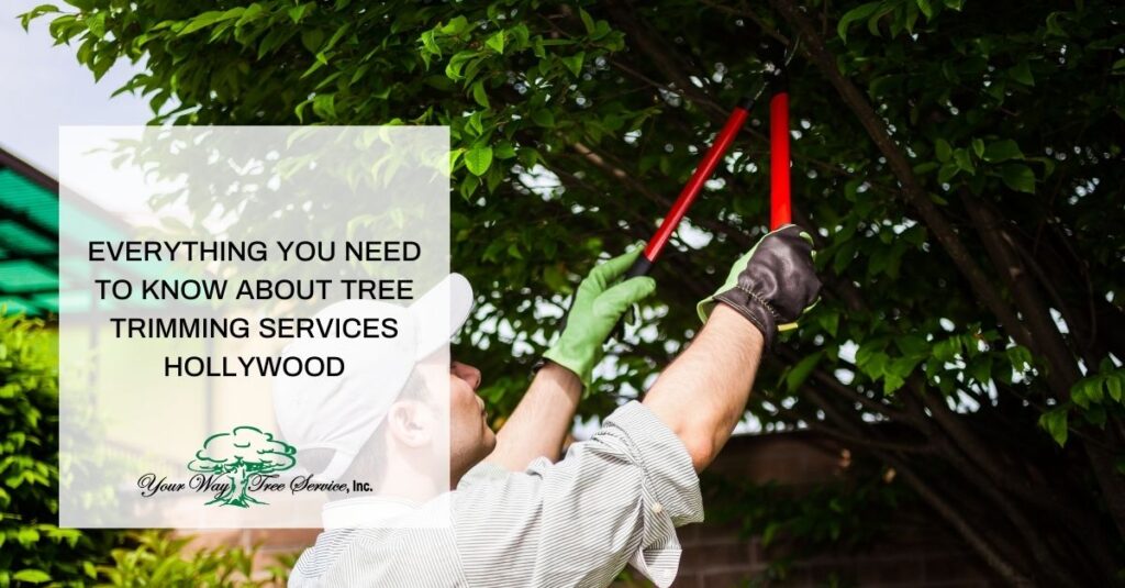 everything you need to know about tree trimming services hollywood