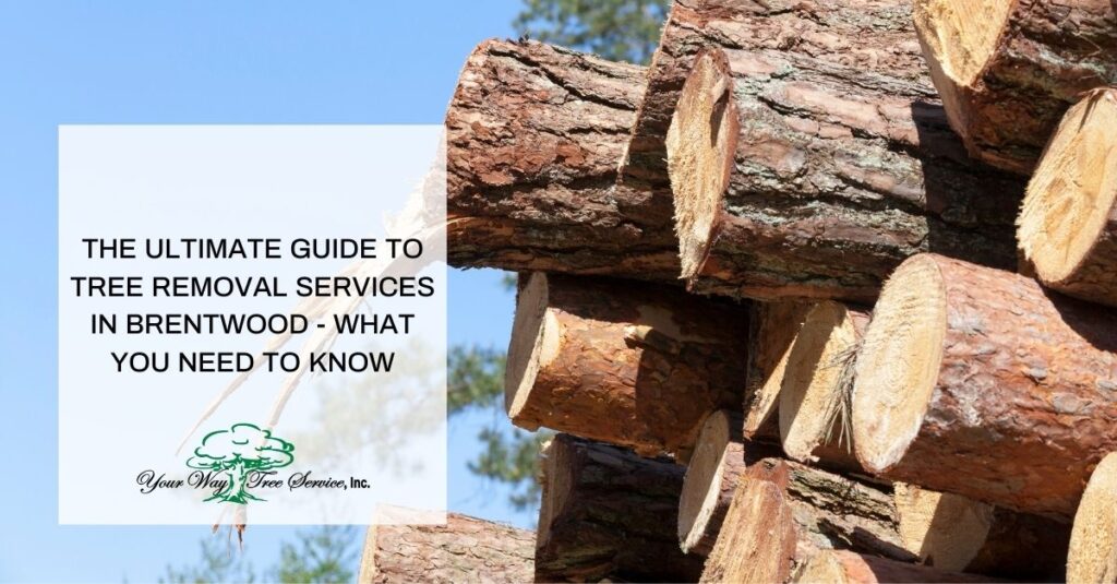 the ultimate guide to tree removal services in brentwood what you need to know