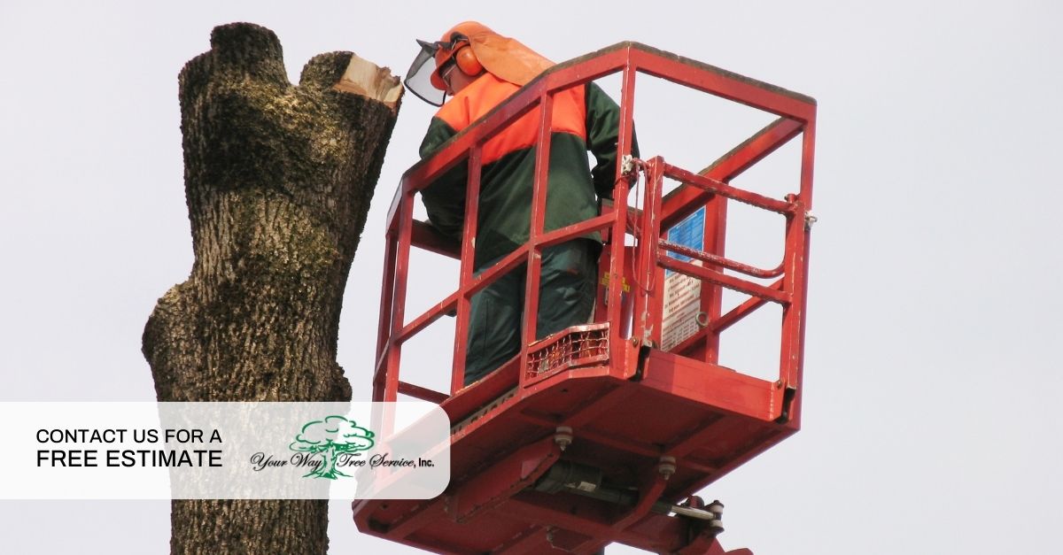 Tree Removal in Sherman Oaks