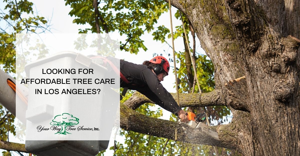 affordable tree care los angeles