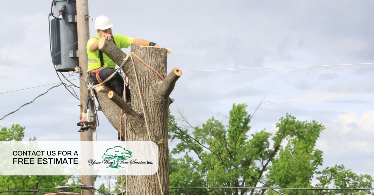 Tree Removal in Sherman Oaks