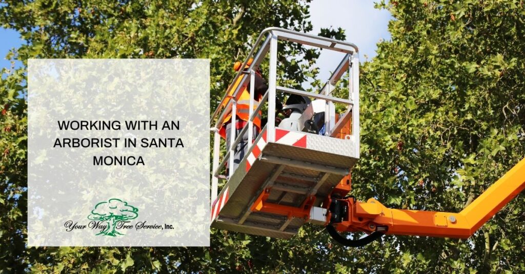 arborist santa monica