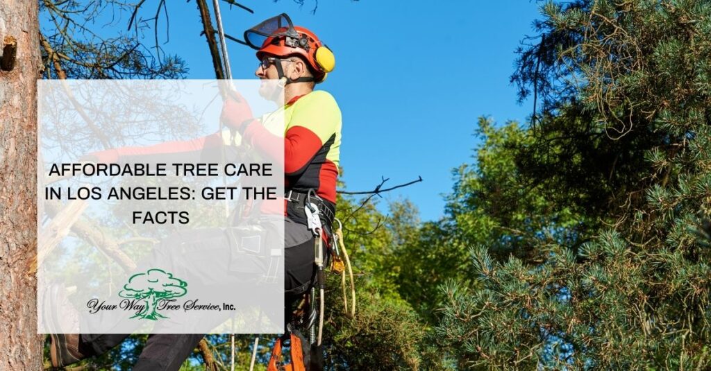 affordable tree care in los angeles get the facts