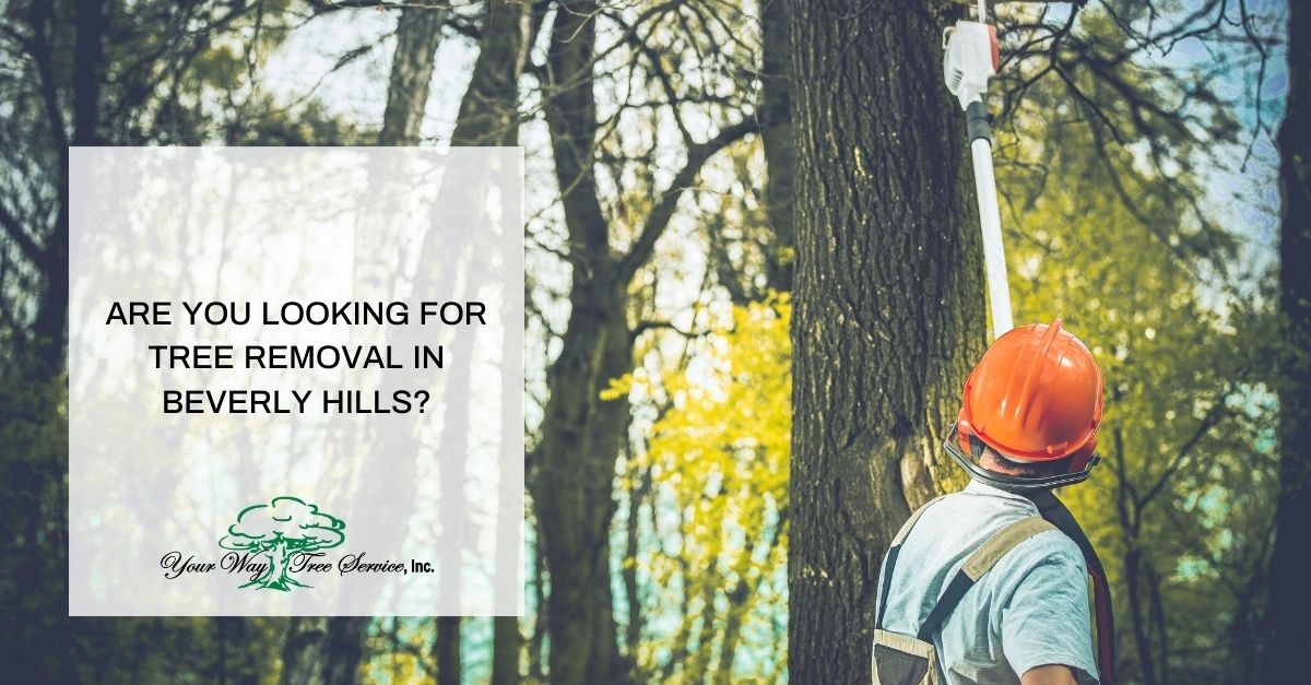 are you looking for tree removal in beverly hills