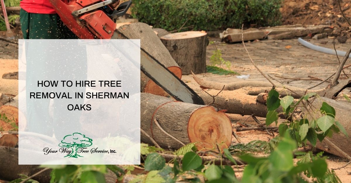 how to hire tree removal in sherman oaks