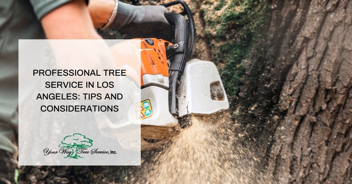 professional tree service in los angeles tips and considerations