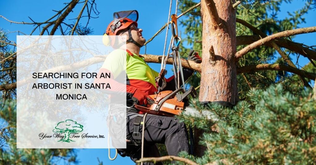 searching for an arborist in santa monica