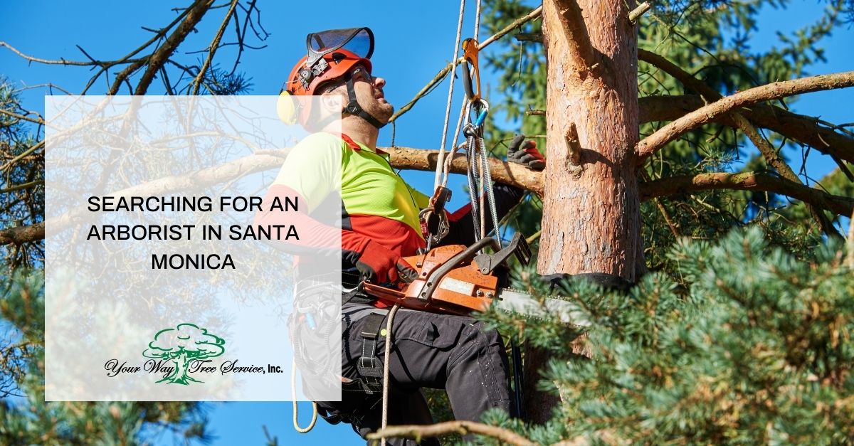 searching for an arborist in santa monica