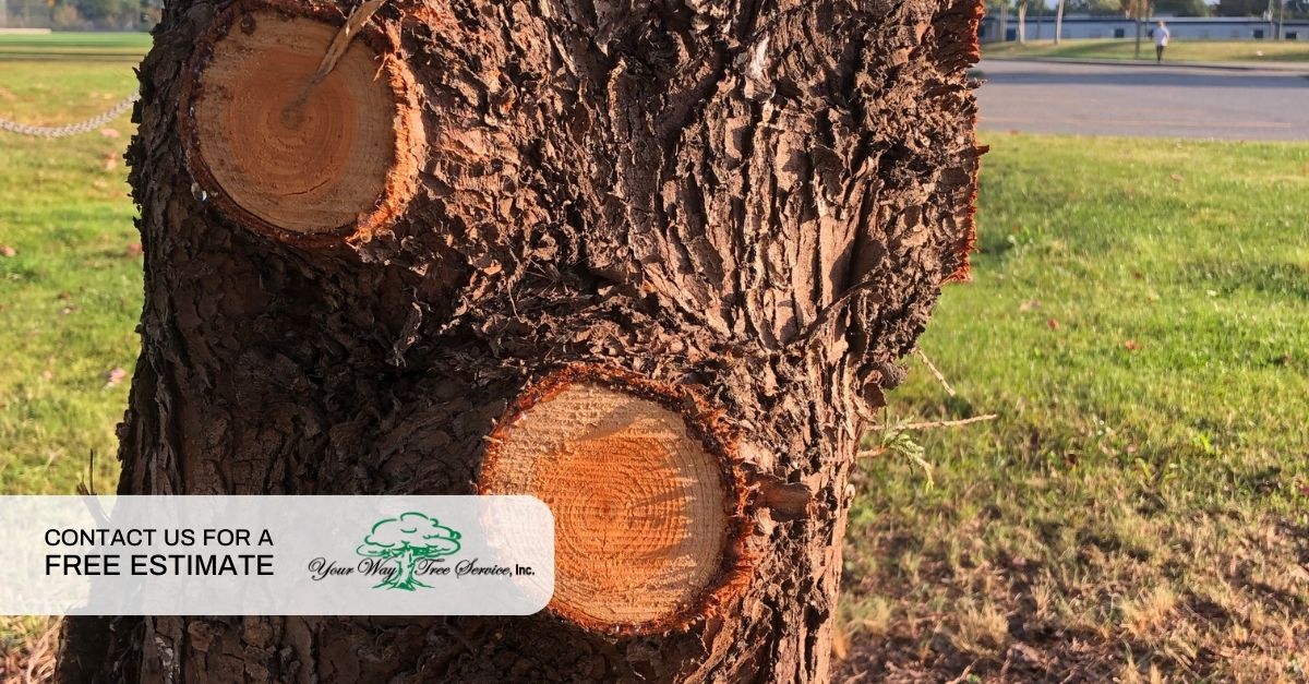 Tree Trimming in Los Angeles