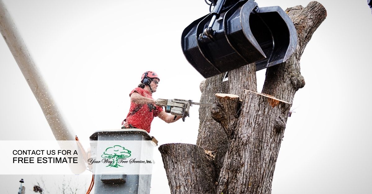 Tree Removal Sherman Oaks