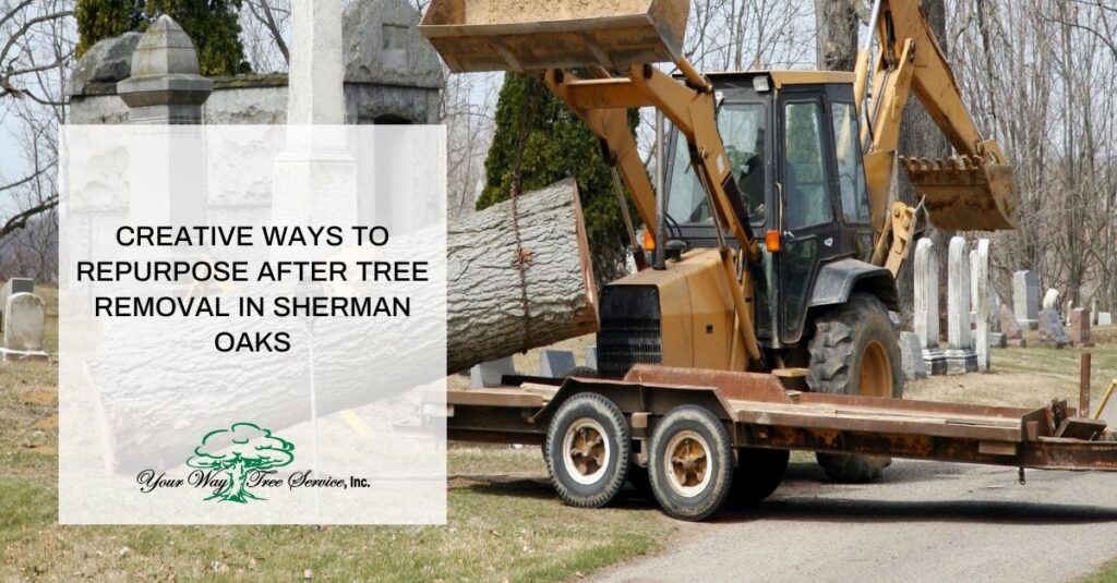 tree removal sherman oaks