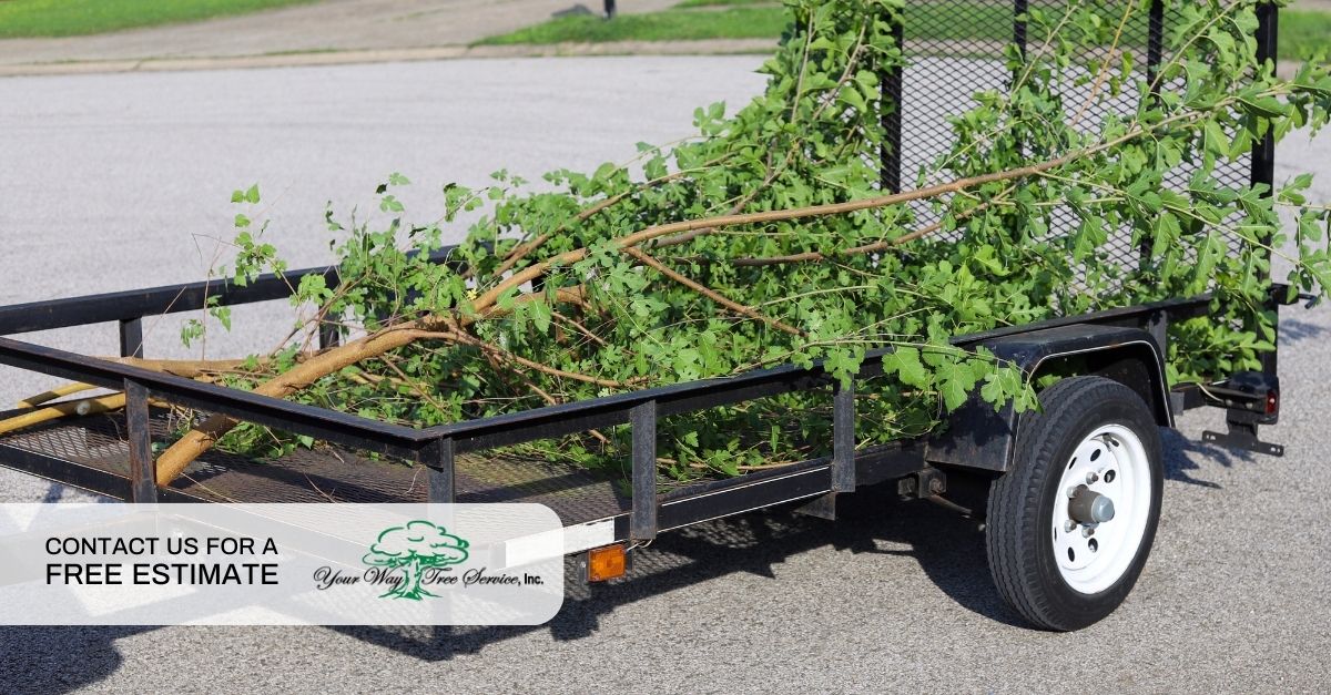 tree removal beverly hills 