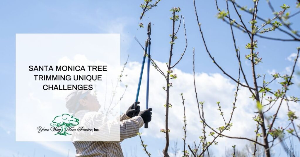 santa monica tree trimming