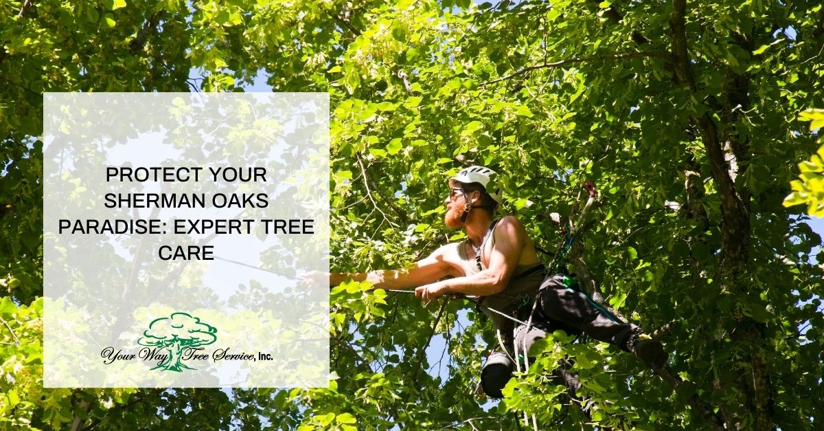 tree service Sherman Oaks