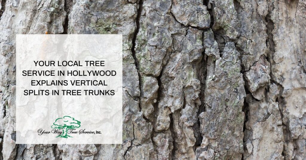 tree service in Hollywood