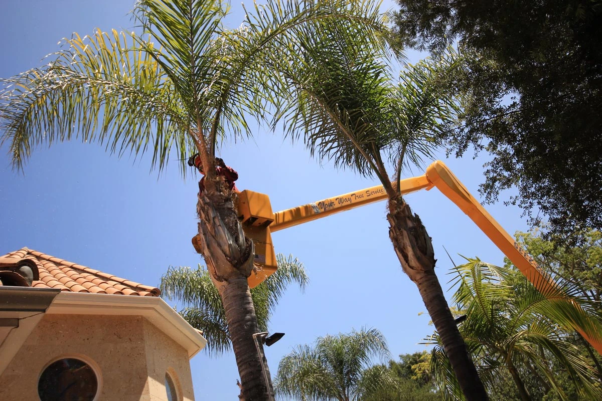 crown reduction tree trimming los angeles 