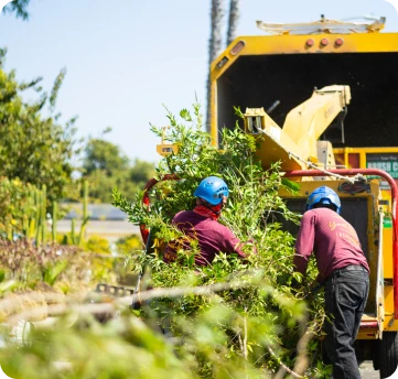 home gallery your way tree service 