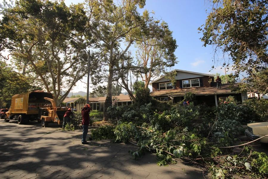 Tree Removal and Stump Grinding