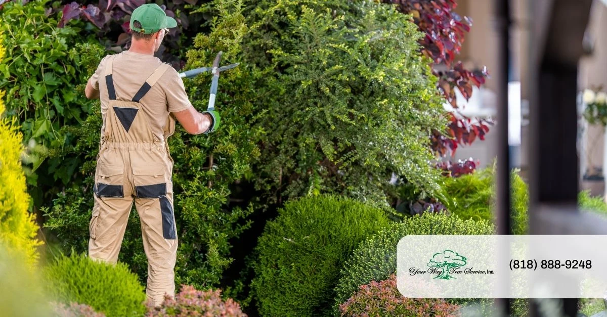 landing page what are tree services offered by your way tree service in hollywood