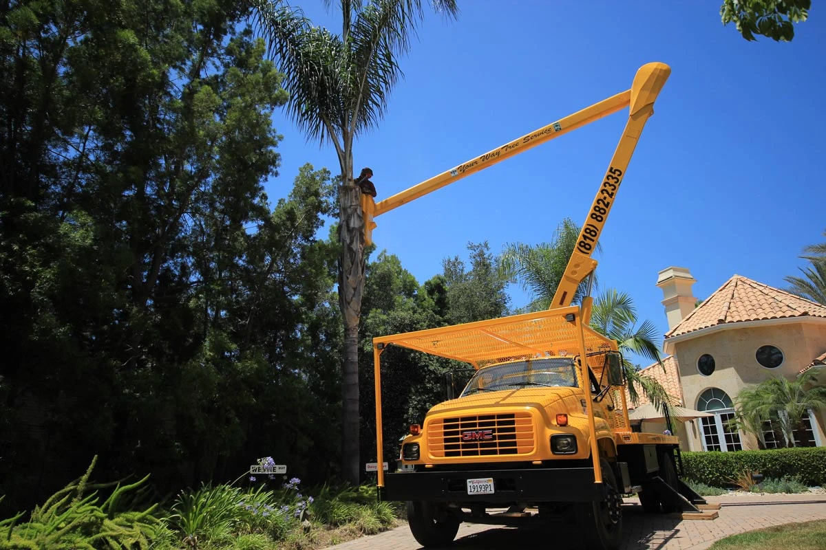 palm tree skimming